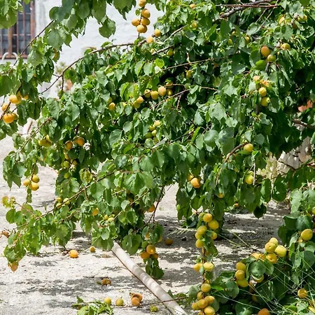 Profumo Di Terra *